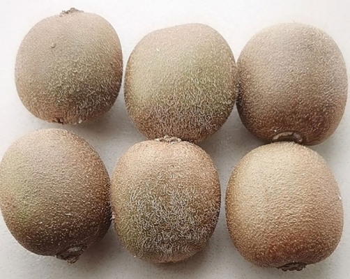 赤峰膨大劑廠商電話號(hào)碼查詢-第1張圖片