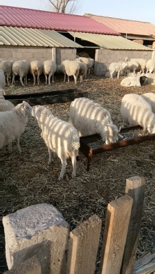 赤峰棉羊養(yǎng)殖場(chǎng)地址電話號(hào)碼-第1張圖片