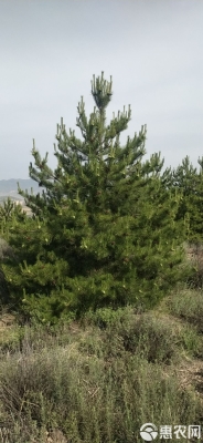 赤峰油松苗基地批發(fā)電話號碼-第1張圖片