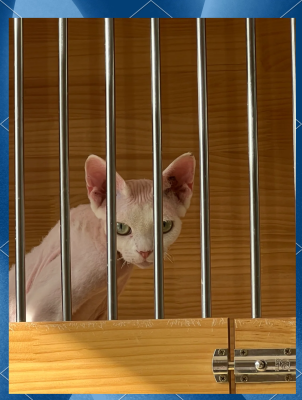 赤峰托運(yùn)寵物電話多少號(hào)碼-第1張圖片