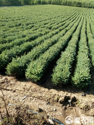 赤峰云衫樹苗基地電話號(hào)碼-第1張圖片