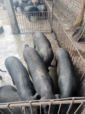 赤峰收農(nóng)家豬電話號多少號-第1張圖片