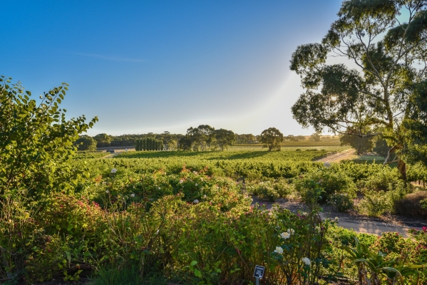 赤峰紅格爾玫瑰莊園電話號(hào)碼-第1張圖片