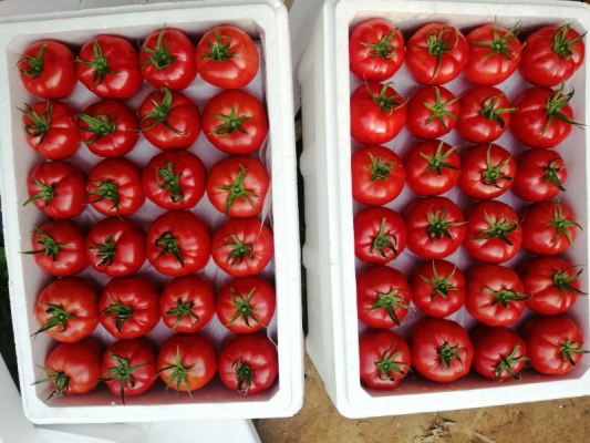 赤峰番茄服務(wù)餐飲部電話號(hào)碼-第1張圖片