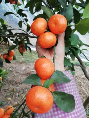 赤峰秭歸臍橙基地電話號(hào)碼-第1張圖片