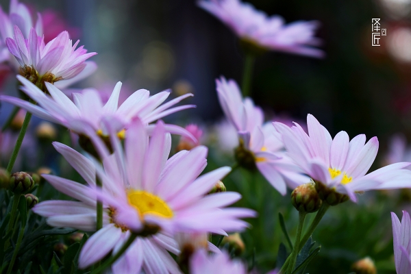 赤峰文鐘花卉市場電話號碼-第1張圖片