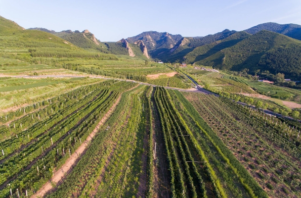 赤峰野山葡萄種植基地電話號碼-第1張圖片