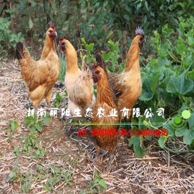 赤峰鴨苗廠家地址電話號(hào)碼查詢-第1張圖片