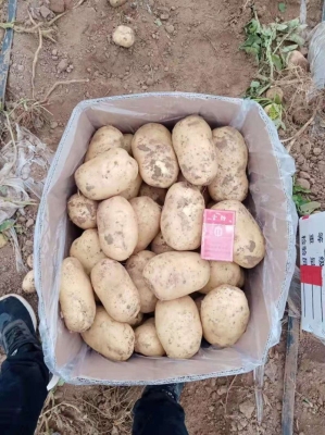 收購赤峰土豆的電話是多少號-第1張圖片