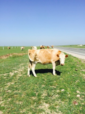赤峰活牛運輸公司電話地址查詢-第1張圖片