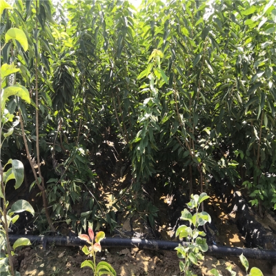 赤峰大型果樹苗基地電話號(hào)碼-第1張圖片