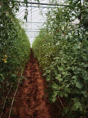 赤峰小番茄采摘基地電話號碼-第1張圖片