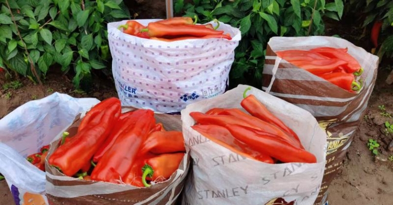 赤峰優(yōu)選采摘園電話多少號(hào)-第1張圖片