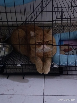 赤峰貓籠出售電話號(hào)碼查詢-第1張圖片