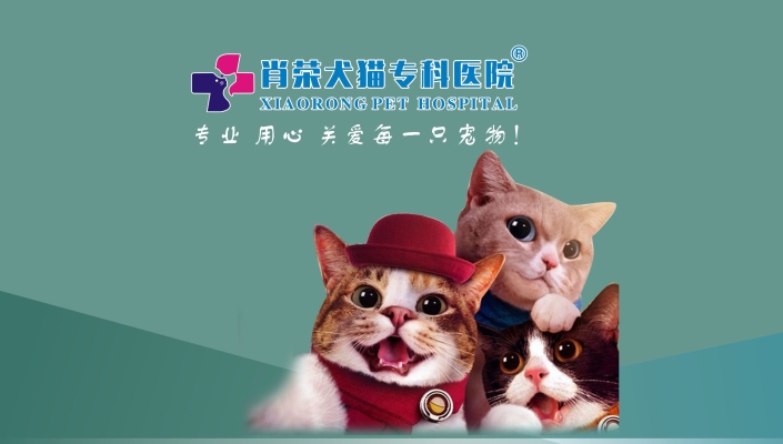 赤峰網(wǎng)紅寵物醫(yī)院電話號(hào)碼-第1張圖片