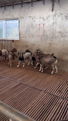 赤峰羊場(chǎng)-第1張圖片