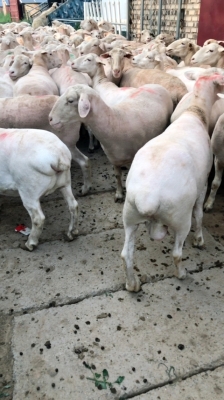 赤峰羊產(chǎn)品廠家聯(lián)系電話號(hào)碼-第1張圖片