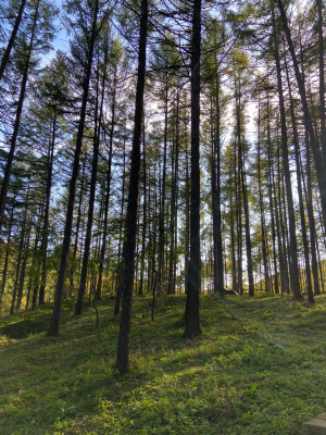 赤峰自家狗狗養(yǎng)殖基地電話號(hào)碼-第1張圖片