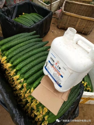 赤峰租種菜小棚電話號碼多少-第1張圖片