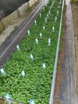 赤峰蔬菜苗育苗廠家電話號碼-第1張圖片