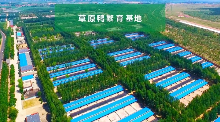 赤峰賣活鴨子電話號多少號-第1張圖片