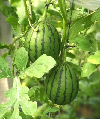 赤峰小型營養(yǎng)土廠家電話號碼-第1張圖片