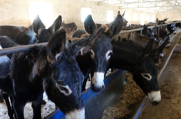 赤峰養(yǎng)驢代購店地址電話號碼-第1張圖片