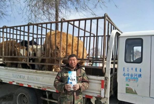 赤峰牛羊養(yǎng)殖廠家電話號碼-第1張圖片