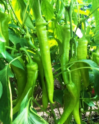 赤峰種子經(jīng)銷商地址電話號碼-第1張圖片