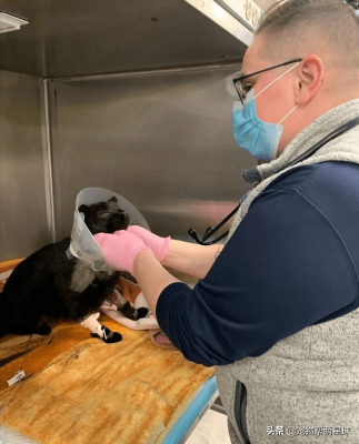 赤峰巴迪寵物電話總店-第1張圖片