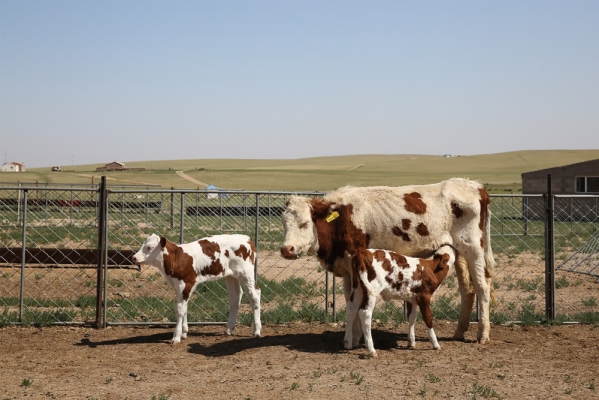赤峰賣(mài)放羊犬的地方電話(huà)號(hào)碼-第1張圖片