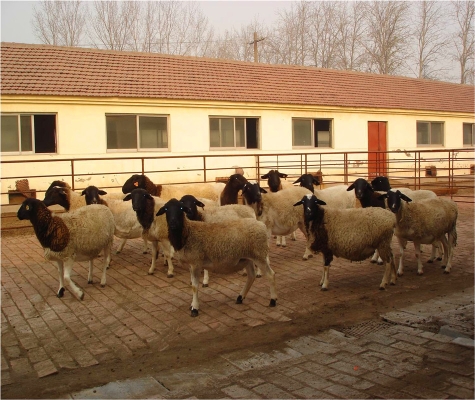 赤峰種公羊養(yǎng)殖廠電話號(hào)碼-第1張圖片