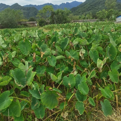 赤峰賣(mài)荔浦芋頭電話(huà)是多少號(hào)-第1張圖片