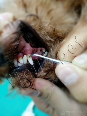 赤峰寵物樂園團購電話地址查詢-第1張圖片