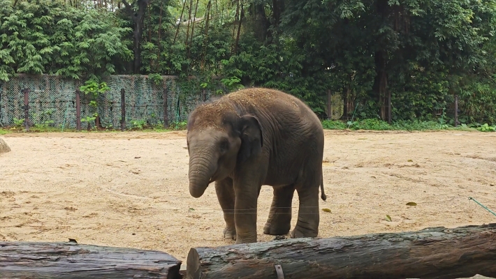 赤峰小象助手電話號碼查詢-第1張圖片