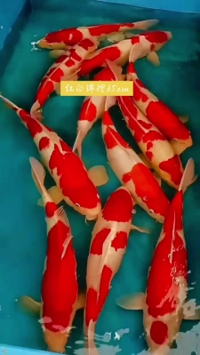 赤峰賣錦鯉的電話是多少號(hào)-第1張圖片