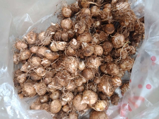 赤峰市紅尖椒收購電話號(hào)碼-第1張圖片