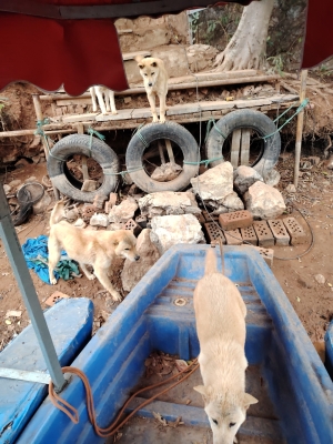 赤峰賣小土狗的地方電話號(hào)碼-第1張圖片