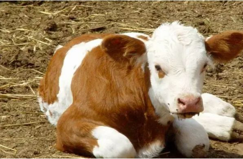 赤峰草料批發(fā)電話號碼多少-第1張圖片