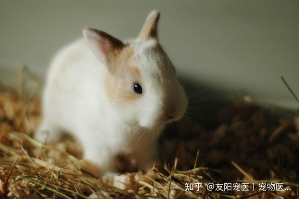 赤峰兔子寵物店地址電話號碼-第1張圖片