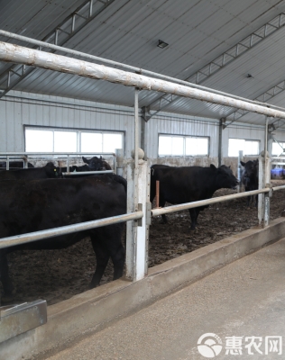 赤峰圣泉牛場招人電話號碼-第1張圖片