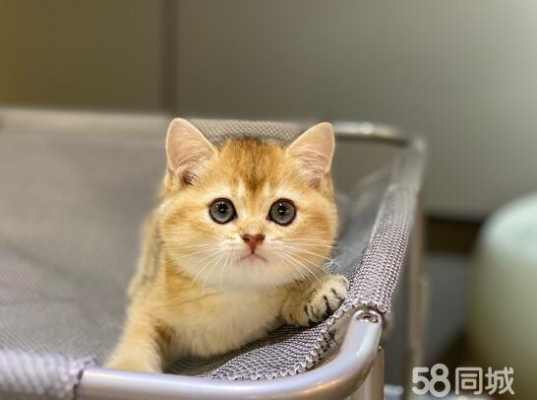 赤峰出售貓咪市場地址電話號(hào)碼-第1張圖片