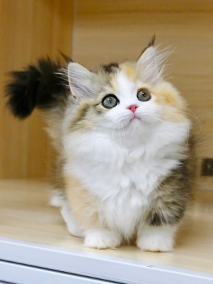 赤峰矮腳貓咪訓(xùn)練基地電話(huà)號(hào)碼-第1張圖片