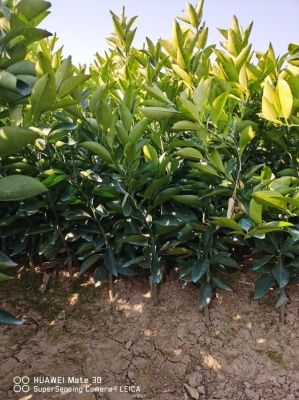 赤峰橙子批發(fā)市場(chǎng)電話號(hào)碼-第1張圖片