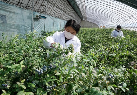 赤峰采摘園藍(lán)莓電話多少號(hào)-第1張圖片