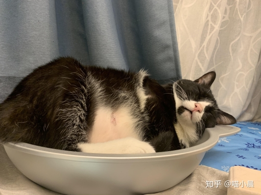 赤峰橘貓寵物館電話地址查詢-第1張圖片