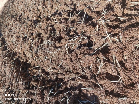 赤峰高粱收購商家電話號碼-第1張圖片