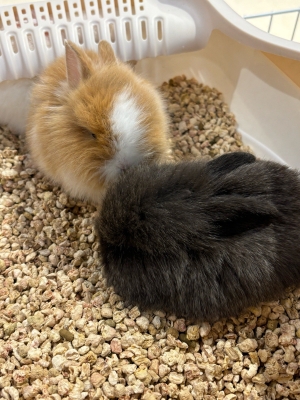 赤峰萬達(dá)動物城電話號碼-第1張圖片