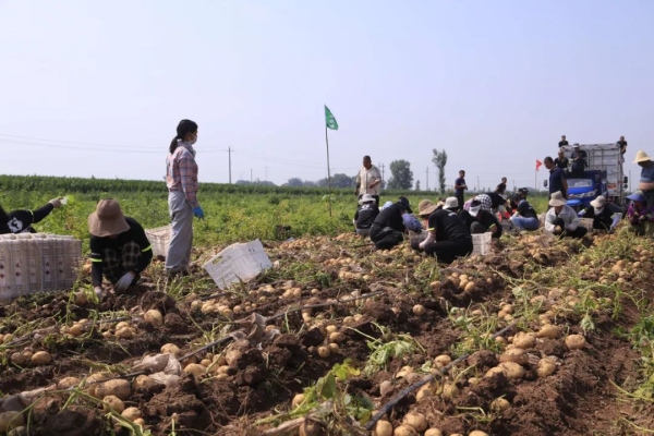 赤峰市土豆流轉公司電話號碼-第1張圖片