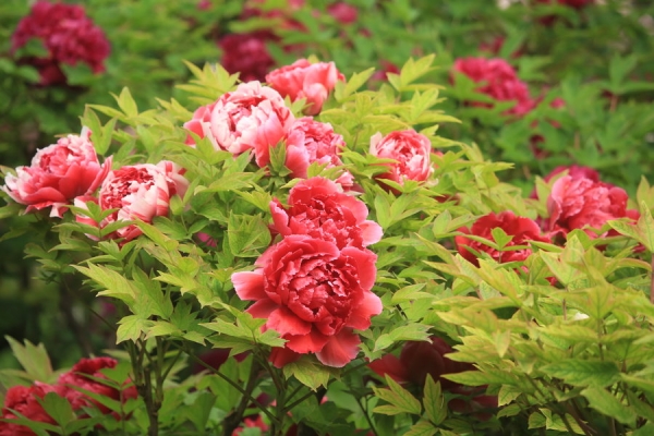 赤峰到景山物流電話號(hào)碼-第1張圖片